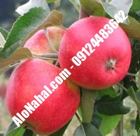 نهال سیب m106 اصلاح شده | ۰۹۱۲۴۴۸۲۶۴۲ مهندس غفاری | خرید نهال سیب m106 اصلاح شده | فروش نهال سیب m106 اصلاح شده | قیمت نهال سیب m106 اصلاح شده