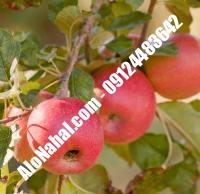 نهال سیب m109 اصلاح شده | ۰۹۱۲۴۴۸۲۶۴۲ مهندس غفاری | خرید نهال سیب m109 اصلاح شده | فروش نهال سیب m109 اصلاح شده | قیمت نهال سیب m109 اصلاح شده