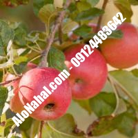نهال سیب m109 اصلاح شده | 09124482642 مهندس غفاری | خرید نهال سیب m109 اصلاح شده | فروش نهال سیب m109 اصلاح شده