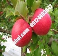 نهال سیب m111 اصلاح شده | ۰۹۱۲۴۴۸۲۶۴۲ مهندس غفاری | خرید نهال سیب m111 اصلاح شده | فروش نهال سیب m111 اصلاح شده | قیمت نهال سیب m111 اصلاح شده