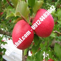 نهال سیب m111 اصلاح شده | 09124482642 مهندس غفاری | خرید نهال سیب m111 اصلاح شده | فروش نهال سیب m111 اصلاح شده