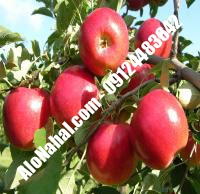نهال سیب m7 اصلاح شده | ۰۹۱۲۴۴۸۲۶۴۲ مهندس غفاری | خرید نهال سیب m7 اصلاح شده | فروش نهال سیب m7 اصلاح شده | قیمت نهال سیب m7 اصلاح شده