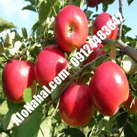 نهال سیب m7 اصلاح شده | 09124482642 مهندس غفاری | خرید نهال سیب m7 اصلاح شده | فروش نهال سیب m7 اصلاح شده