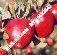 نهال سیب آکان اصلاح شده | ۰۹۱۲۴۴۸۲۶۴۲ مهندس غفاری | خرید نهال سیب آکان اصلاح شده | فروش نهال سیب آکان اصلاح شده | قیمت نهال سیب آکان اصلاح شده