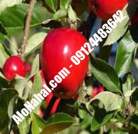 نهال سیب اصلاح شده | ۰۹۱۲۴۴۸۲۶۴۲ مهندس غفاری | خرید نهال سیب اصلاح شده | فروش نهال سیب اصلاح شده | قیمت نهال سیب اصلاح شده
