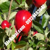 نهال سیب اصلاح شده | 09124482642 مهندس غفاری | خرید نهال سیب اصلاح شده | فروش نهال سیب اصلاح شده | قیمت نهال سیب اصلاح شده