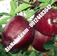 نهال سیب بلک مریکال اصلاح شده | ۰۹۱۲۴۴۸۲۶۴۲ مهندس غفاری | خرید نهال سیب بلک مریکال اصلاح شده | فروش نهال سیب بلک مریکال اصلاح شده | قیمت نهال سیب بلک مریکال اصلاح شده