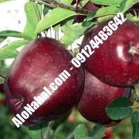 نهال سیب بلک مریکال اصلاح شده | 09124482642 مهندس غفاری | خرید نهال سیب بلک مریکال اصلاح شده | فروش نهال سیب بلک مریکال اصلاح شده