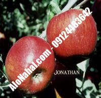 نهال سیب تابستانه اهر اصلاح شده | ۰۹۱۲۴۴۸۲۶۴۲ مهندس غفاری | خرید نهال سیب تابستانه اهر اصلاح شده | فروش نهال سیب تابستانه اهر اصلاح شده | قیمت نهال سیب تابستانه اهر اصلاح شده