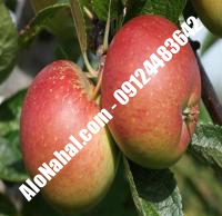 نهال سیب توسرخ اصلاح شده | ۰۹۱۲۴۴۸۲۶۴۲ مهندس غفاری | خرید نهال سیب توسرخ اصلاح شده | فروش نهال سیب توسرخ اصلاح شده | قیمت نهال سیب توسرخ اصلاح شده