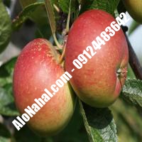 نهال سیب توسرخ اصلاح شده | 09124482642 مهندس غفاری | خرید نهال سیب توسرخ اصلاح شده | فروش نهال سیب توسرخ اصلاح شده