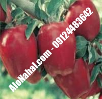 نهال سیب ردمریکال اصلاح شده | ۰۹۱۲۴۴۸۲۶۴۲ مهندس غفاری | خرید نهال سیب ردمریکال اصلاح شده | فروش نهال سیب ردمریکال اصلاح شده | قیمت نهال سیب ردمریکال اصلاح شده