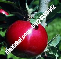 نهال سیب رم بیوتی اصلاح شده | ۰۹۱۲۴۴۸۲۶۴۲ مهندس غفاری | خرید نهال سیب رم بیوتی اصلاح شده | فروش نهال سیب رم بیوتی اصلاح شده | قیمت نهال سیب رم بیوتی اصلاح شده