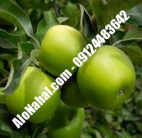 نهال سیب سبز اصلاح شده | ۰۹۱۲۴۴۸۲۶۴۲ مهندس غفاری | خرید نهال سیب سبز اصلاح شده | فروش نهال سیب سبز اصلاح شده | قیمت نهال سیب سبز اصلاح شده