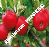 نهال سیب صادراتی | ۰۹۱۲۴۴۸۲۶۴۲ مهندس غفاری | خرید نهال سیب صادراتی | فروش نهال سیب صادراتی | قیمت نهال سیب صادراتی