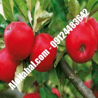 نهال سیب صادراتی | 09124482642 مهندس غفاری | خرید نهال سیب صادراتی | فروش نهال سیب صادراتی | قیمت نهال سیب صادراتی