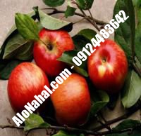 نهال سیب قره یرپاق اصلاح شده | ۰۹۱۲۴۴۸۲۶۴۲ مهندس غفاری | خرید نهال سیب قره یرپاق اصلاح شده | فروش نهال سیب قره یرپاق اصلاح شده | قیمت نهال سیب قره یرپاق اصلاح شده