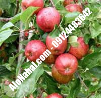 نهال سیب لبنان قرمز اصلاح شده | ۰۹۱۲۴۴۸۲۶۴۲ مهندس غفاری | خرید نهال سیب لبنان قرمز اصلاح شده | فروش نهال سیب لبنان قرمز اصلاح شده | قیمت نهال سیب لبنان قرمز اصلاح شده
