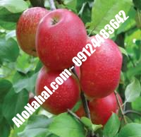 نهال سیب پایه رویشی اصلاح شده | ۰۹۱۲۴۴۸۲۶۴۲ مهندس غفاری | خرید نهال سیب پایه رویشی اصلاح شده | فروش نهال سیب پایه رویشی اصلاح شده | قیمت نهال سیب پایه رویشی اصلاح شده