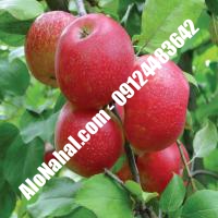 نهال سیب پایه رویشی اصلاح شده | 09124482642 مهندس غفاری | خرید نهال سیب پایه رویشی اصلاح شده | فروش نهال سیب پایه رویشی اصلاح شده