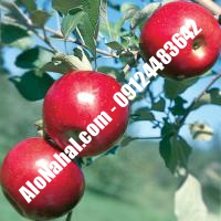 نهال سیب پایه مالینگ اصلاح شده | 09124482642 مهندس غفاری | خرید نهال سیب پایه مالینگ اصلاح شده | فروش نهال سیب پایه مالینگ اصلاح شده