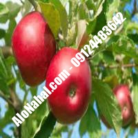 نهال سیب پیوندی | 09124482642 مهندس غفاری | خرید نهال سیب پیوندی | فروش نهال سیب پیوندی | قیمت نهال سیب پیوندی
