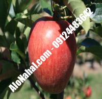 نهال سیب گالا اصلاح شده | ۰۹۱۲۴۴۸۲۶۴۲ مهندس غفاری | خرید نهال سیب گالا اصلاح شده | فروش نهال سیب گالا اصلاح شده | قیمت نهال سیب گالا اصلاح شده