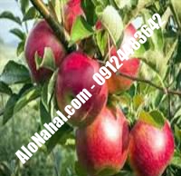 نهال سیب گلشاهی اصلاح شده | ۰۹۱۲۴۴۸۲۶۴۲ مهندس غفاری | خرید نهال سیب گلشاهی اصلاح شده | فروش نهال سیب گلشاهی اصلاح شده | قیمت نهال سیب گلشاهی اصلاح شده