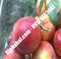 نهال شلیل سیبی اصلاح شده | ۰۹۱۲۴۴۸۲۶۴۲ مهندس غفاری | خرید نهال شلیل سیبی اصلاح شده | فروش نهال شلیل سیبی اصلاح شده | قیمت نهال شلیل سیبی اصلاح شده