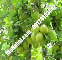 نهال گوجه سبز آذرشهر اصلاح شده | ۰۹۱۲۴۴۸۲۶۴۲ مهندس غفاری | خرید نهال گوجه سبز آذرشهر اصلاح شده | فروش نهال گوجه سبز آذرشهر اصلاح شده | قیمت نهال گوجه سبز آذرشهر اصلاح شده