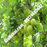 نهال گوجه سبز آذرشهر اصلاح شده | 09124482642 مهندس غفاری | خرید نهال گوجه سبز آذرشهر اصلاح شده | فروش نهال گوجه سبز آذرشهر اصلاح شده